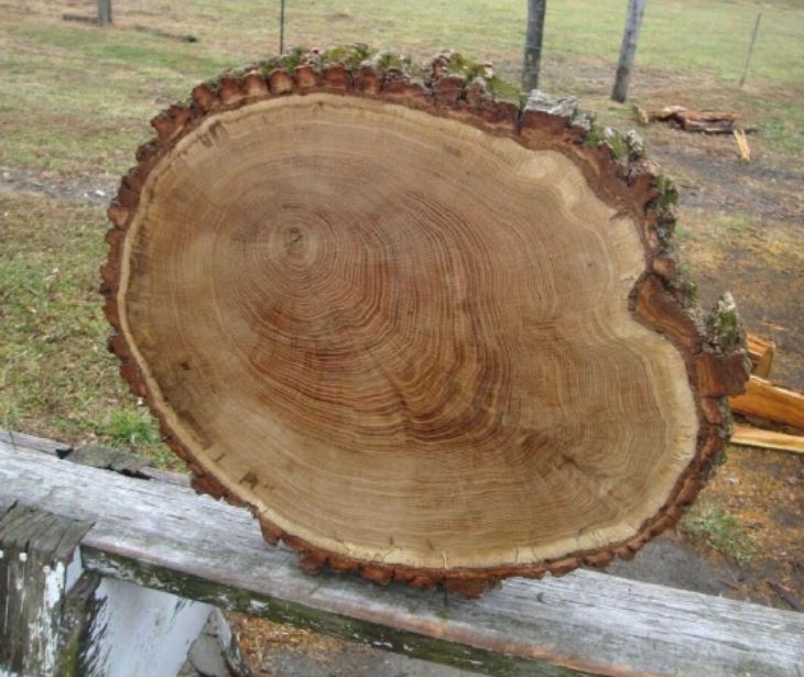 Vân gỗ mặt cắt ngang tức là cắt vuông góc với thân cây