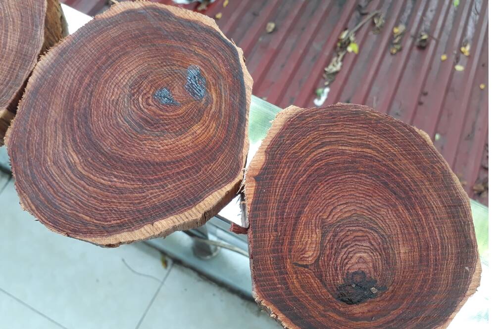 Vẻ đẹp của các loại gỗ tự nhiên