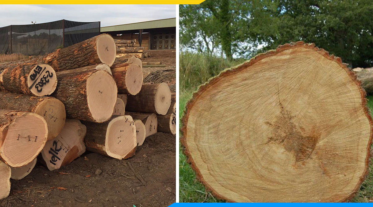 Làm thế nào để phân biệt được gỗ tần bì và gỗ sồi?
